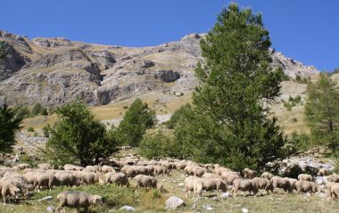 Alpages et parcours à maintenir (Prés de La Cayolle)