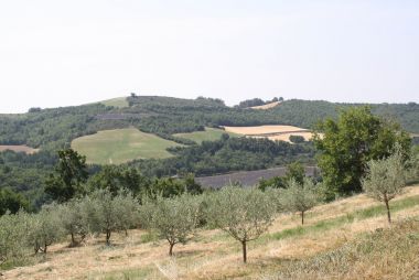 Polycultures ; olivier, lavandin, prairies et céréales (Puimichel)