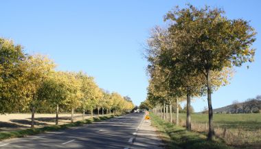 RD 4100 - Nouvelles plantations d'arbres (Reillanne)