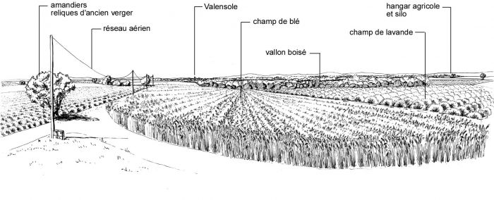 Le Plateau de Valensole