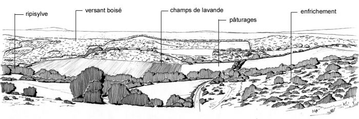 Le Plateau de Puimichel